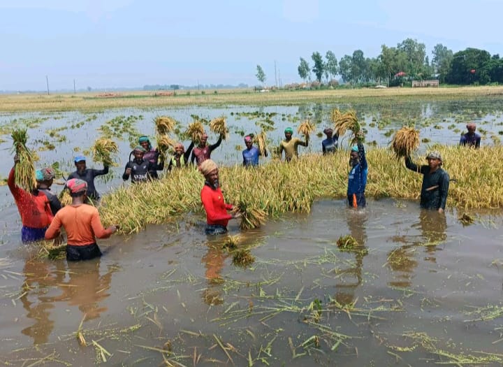তাড়াশ উপজেলার প্রান্তিক কৃষকদের ধান জোয়ারের পানিতে প্লাবিত 